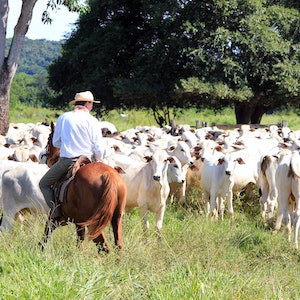 camisola branca tour